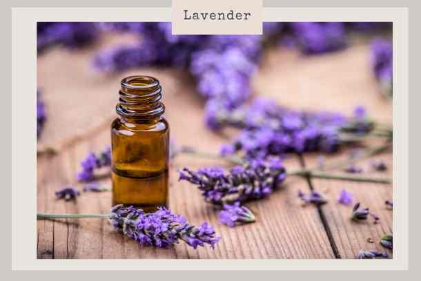 lavender essential oil