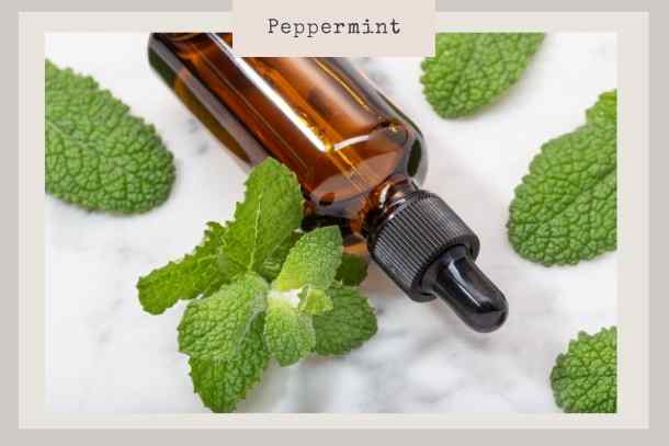 essential oils peppermint