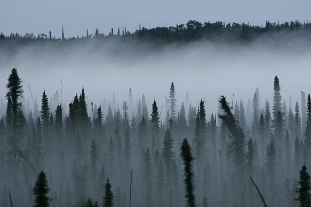 2020 fall diffuser blends spruce
